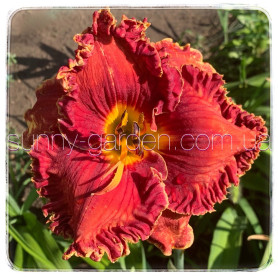 Seedling Red