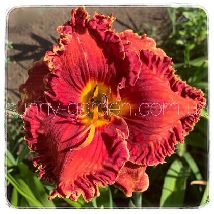 Seedling Red