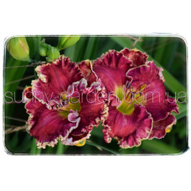 Seedling Red