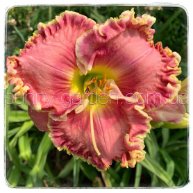 Seedling Pink