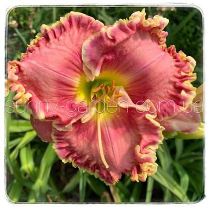 Seedling Pink