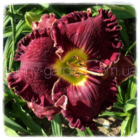 Seedling Dark Red