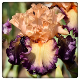 FOLIES BERGERE