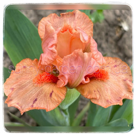 HOT ORANGE