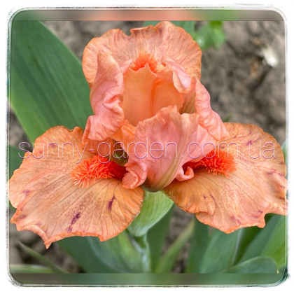 HOT ORANGE