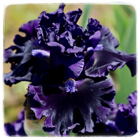 KARAKUL
