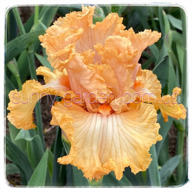 LACED ORANGEADE