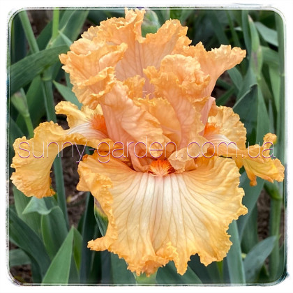 LACED ORANGEADE