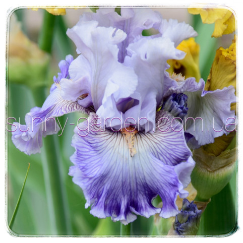 LAVENDER BREEZE