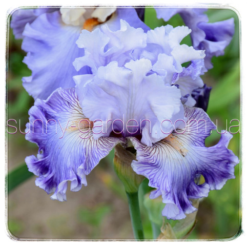 LAVENDER BREEZE