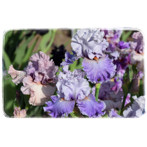 LAVENDER BREEZE