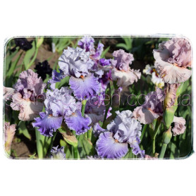LAVENDER BREEZE