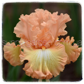 ORANGE DREAMSICLE