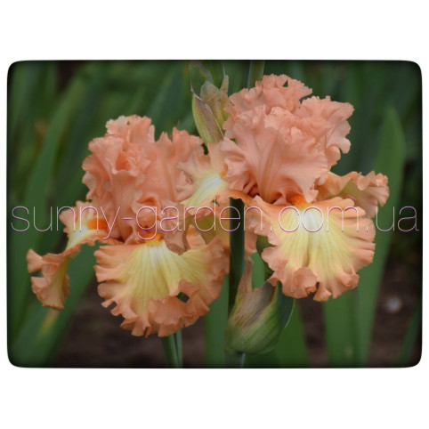 ORANGE DREAMSICLE
