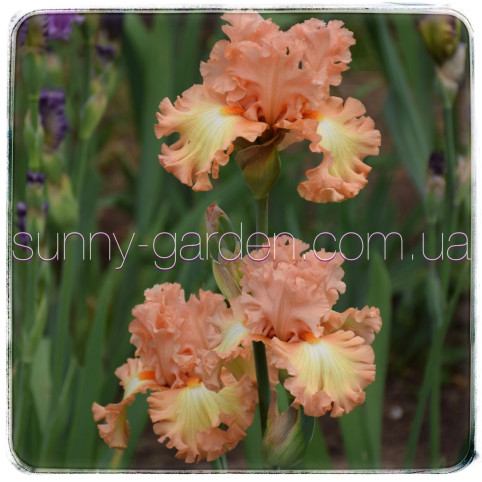 ORANGE DREAMSICLE