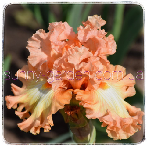 ORANGE DREAMSICLE