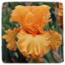 ORANGE TEMPTATION