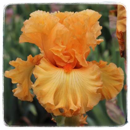 ORANGE TEMPTATION