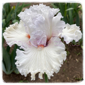 PALOMA BLANCA