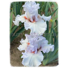 PALOMA BLANCA