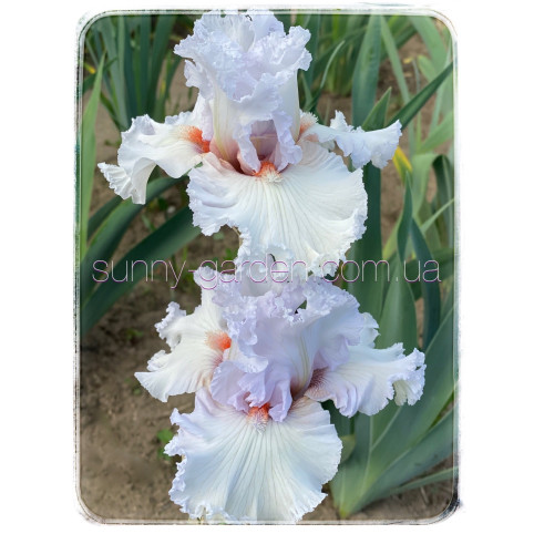 PALOMA BLANCA