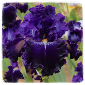 STARRY STARRY NIGHT (iris)
