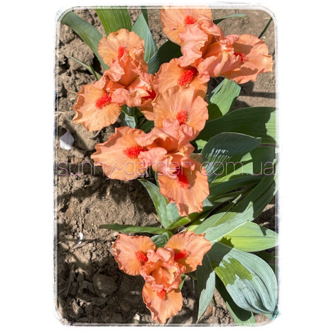 HOT ORANGE