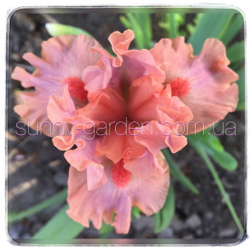 LOVABLE PINK