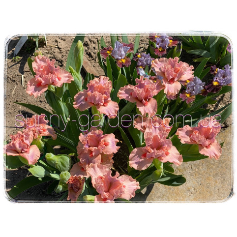 LOVABLE PINK
