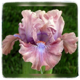 MAUVE MISTRESS