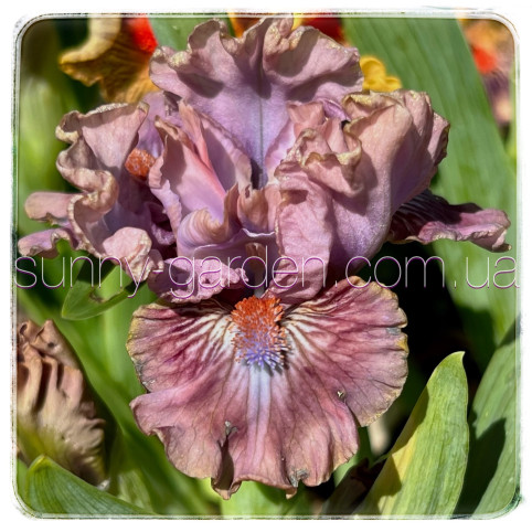 MAUVE MISTRESS
