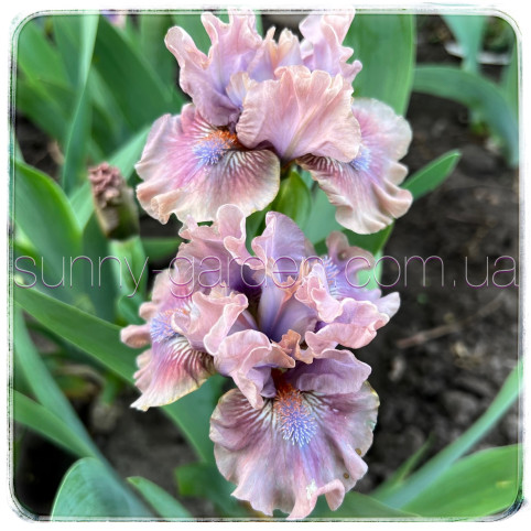 MAUVE MISTRESS