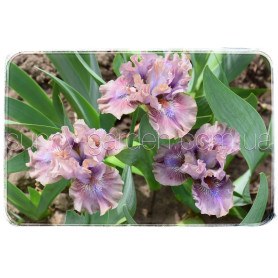 MAUVE MISTRESS
