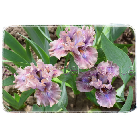 MAUVE MISTRESS