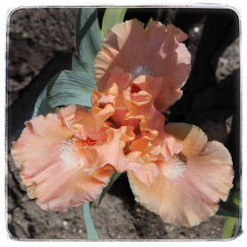 PEACH MEDLEY