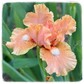 PEACH MEDLEY