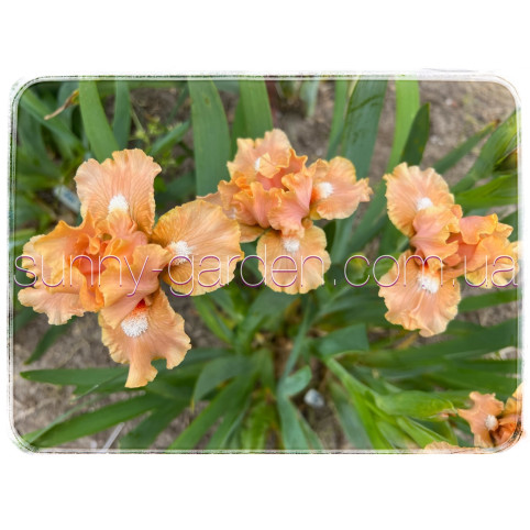 PEACH MEDLEY