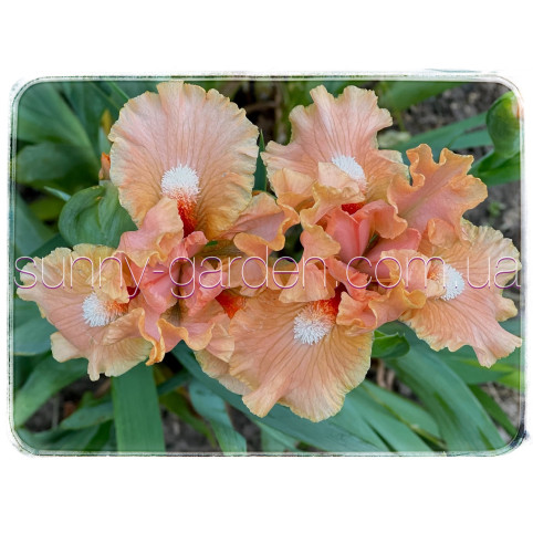 PEACH MEDLEY