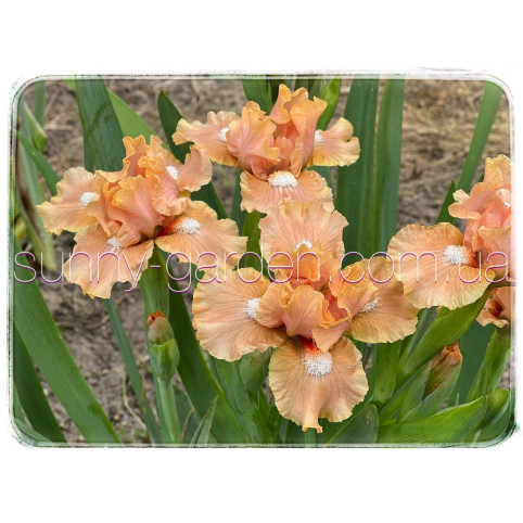 PEACH MEDLEY
