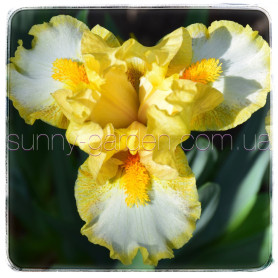 Seedling SDB-24-01