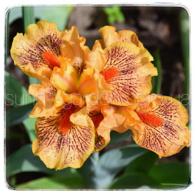 Seedling SDB-24-02