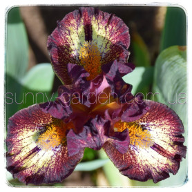 Seedling SDB-24-03