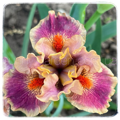 Seedling SDB-24-04