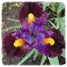 Seedling SDB-24-06