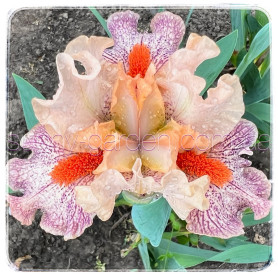 Seedling SDB-24-07