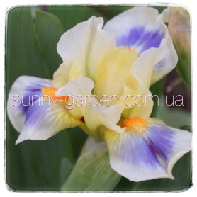 SPRING INTO SUMMER