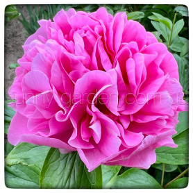 CARNATION BOUQUЕТ