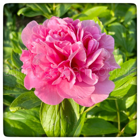 CARNATION BOUQUЕТ