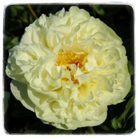 LEMON CHIFFON