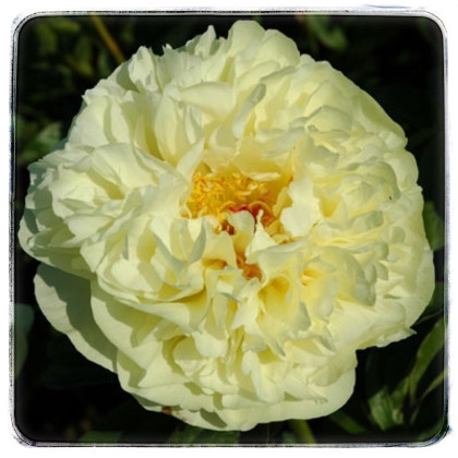 LEMON CHIFFON